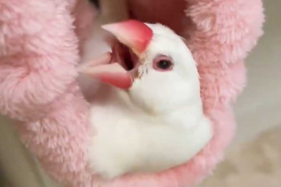 ご満悦の白文鳥「もう完全に気に入ってまったわ」 ヘアバンドで