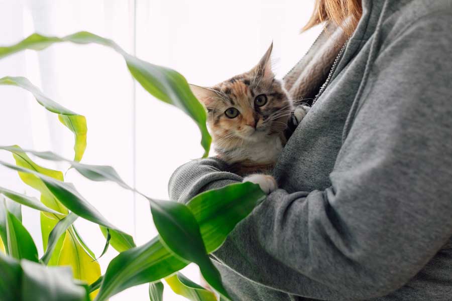 猫と暮らす際は飾る植物に注意を（写真はイメージ）【写真：写真AC】