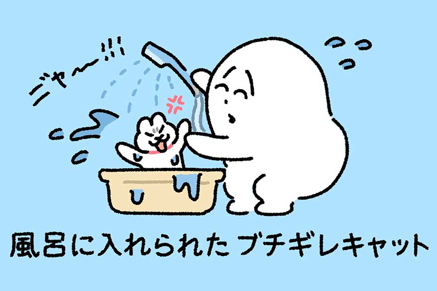 愛猫をお風呂に入れたら、思いがけない反撃が…【画像提供：ねことしもべ（@nekotoshimobe）さん】