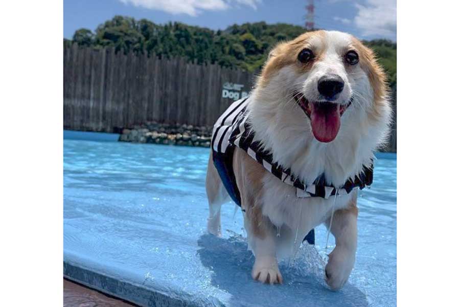 水遊びが好きなコーギーのつむぎちゃん【写真提供：コーギーつむぎ（@corgi_tumugi）さん】