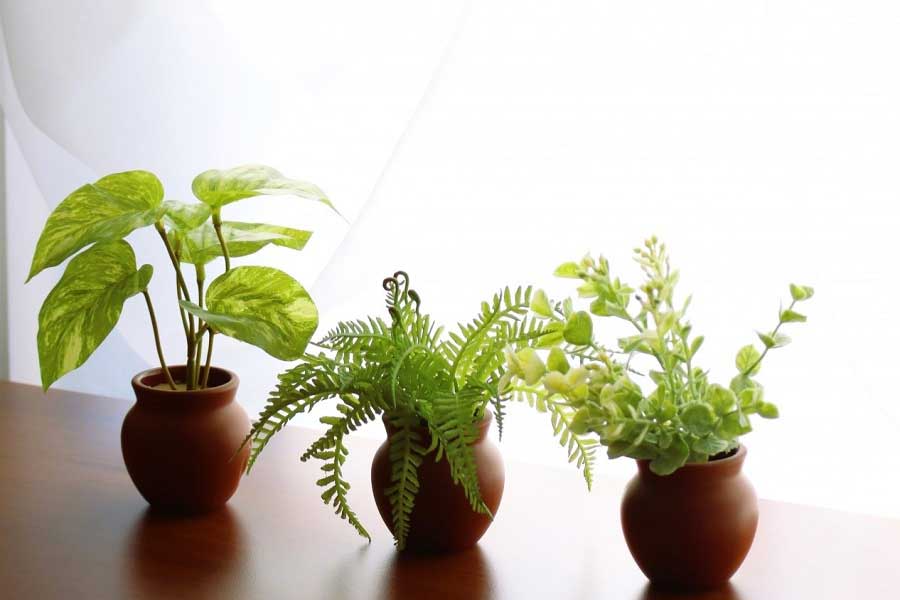 室内を明るくしてくれる観葉植物（写真はイメージ）【写真：写真AC】