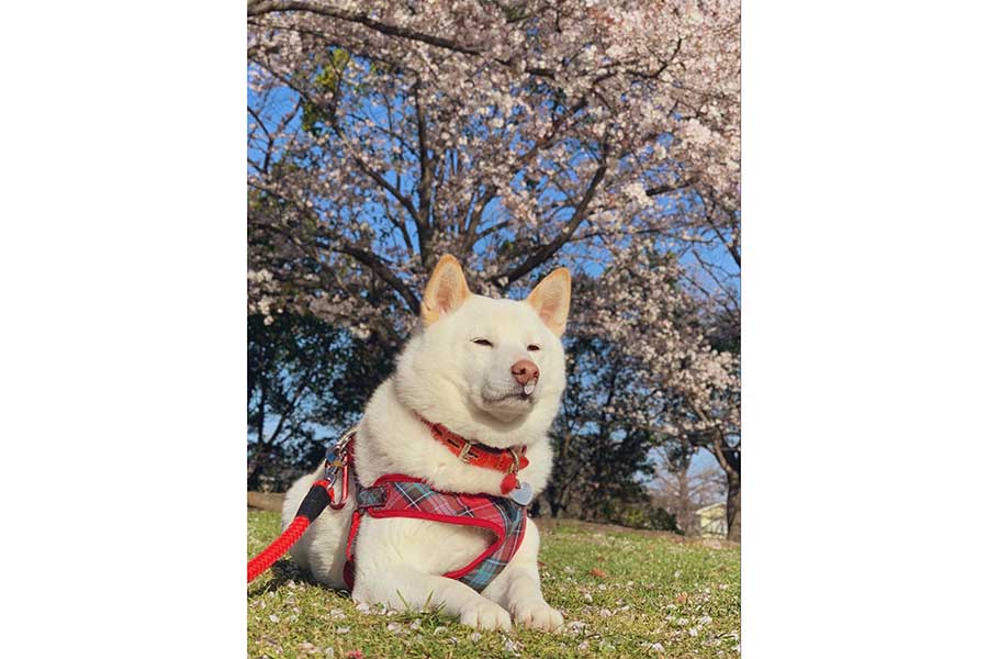 桜の花びらを鼻につけてくつろぐやまとくん【写真提供：かな（@yamato__1003）さん】