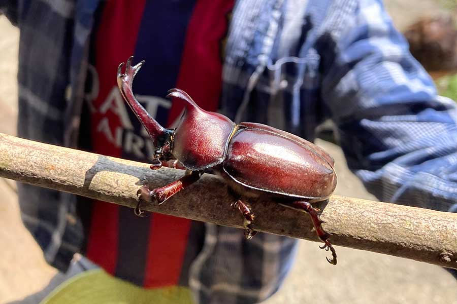 6月にシイタケの原木が並ぶ雑木林で採れたカブトムシ【写真：こばやしなつみ】