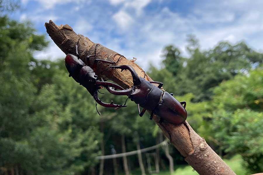 戦うオス同士のノコギリクワガタ【写真：こばやしなつみ】