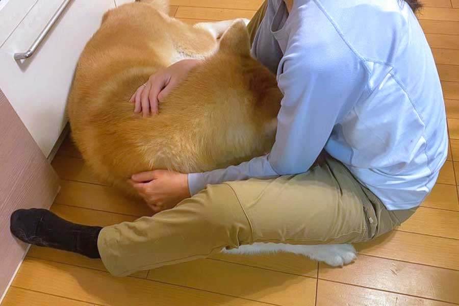 雷が苦手！　飼い主さんに甘える秋田犬の飛龍くん【写真提供：日俣綾子（@Ayako_Himata）さん】