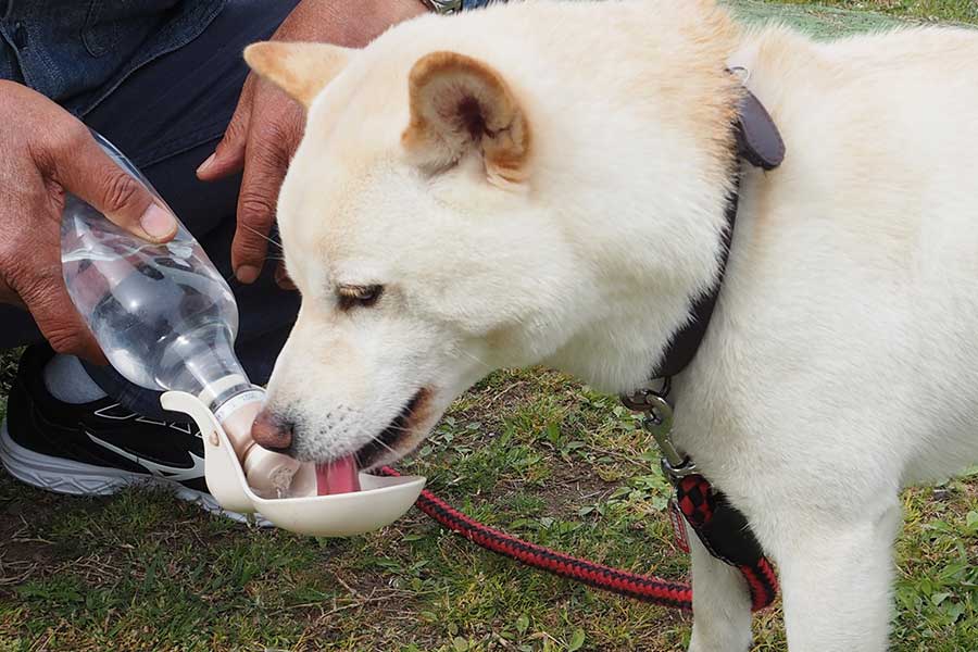 残暑が厳しい夏。ペットの熱中症にも注意（写真はイメージ）【写真：写真AC】