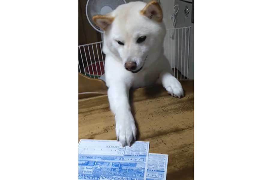 夢中で応募用紙に手を伸ばす柴犬（画像はスクリーンショット）