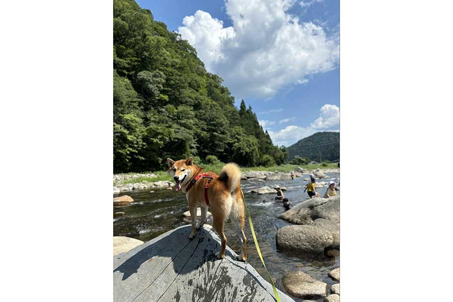 岩の上で凛々しい表情を見せる岳くん【写真提供：岳　柴犬（@hikingshibaGAKU）さん】