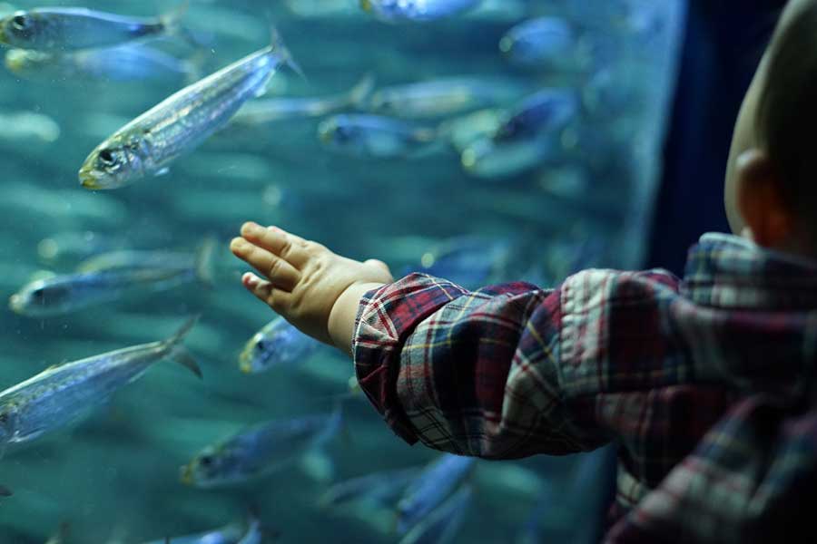 水族館で魚を見つめる赤ちゃん（写真はイメージ）【写真：写真AC】