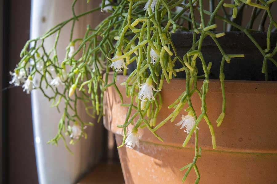 花が咲いたリプサリス（写真はイメージ）【写真：写真AC】