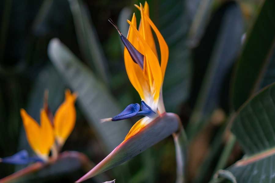 鮮やかな色の花を咲かせるストレリチア・レギネ（写真はイメージ）【写真：写真AC】