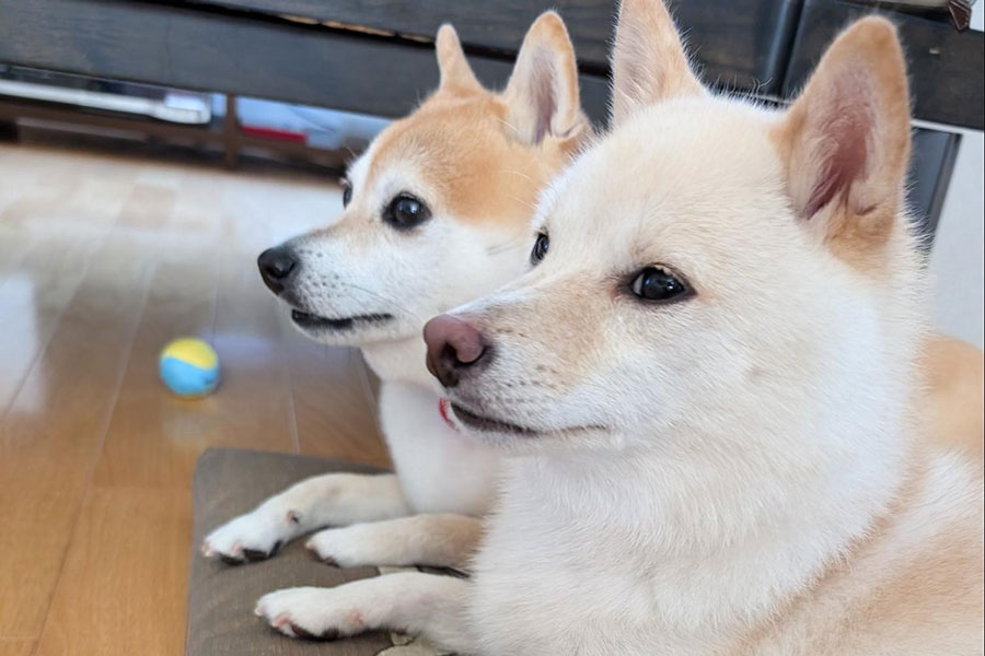 並んでくつろぐ柴犬姉妹の（奥から）くるみちゃん、餅子ちゃん【写真提供：KURUMILK.SHIBAINU（@KURUMILK118）さん】