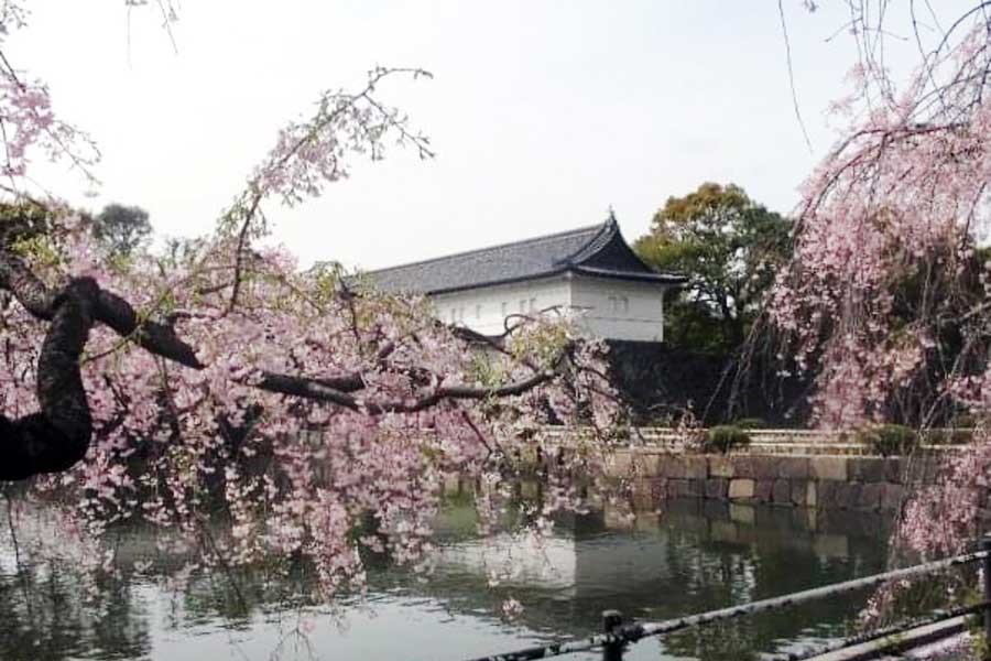 公園を散歩しながら見たら桜【写真提供：ジュゼッペ・ファジョーリ】