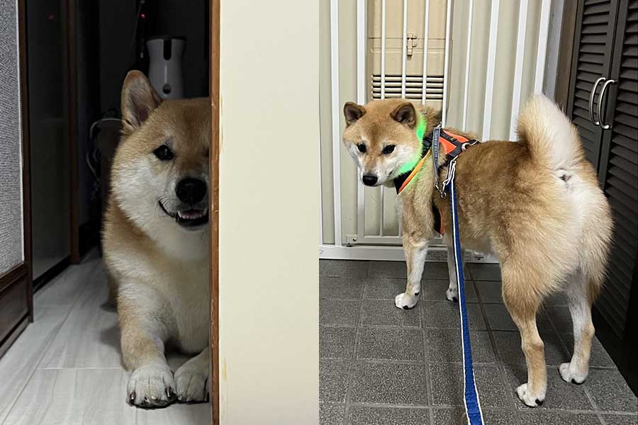 散歩へ行こうか悩んでいる風太くん（左）。ハーネスをつけてもらうと行く気満々の表情に 【写真提供：柴犬ふう太（@fufufufufu_ta）さん】