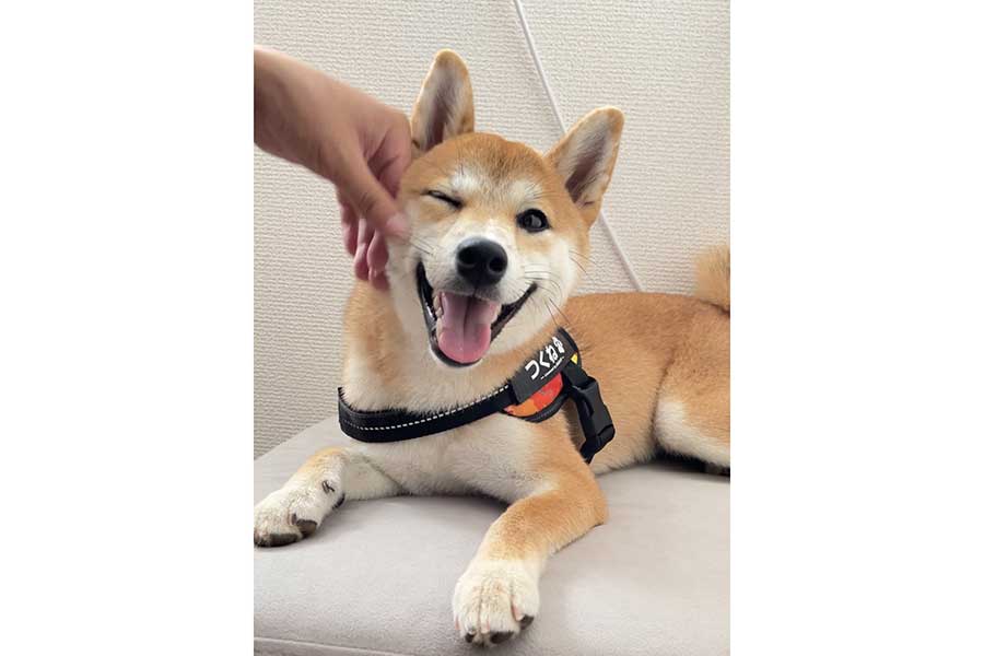 にっこり笑顔がかわいい柴犬のつくねちゃん【写真提供：柴犬つくね（@shiba_tukune）さん】