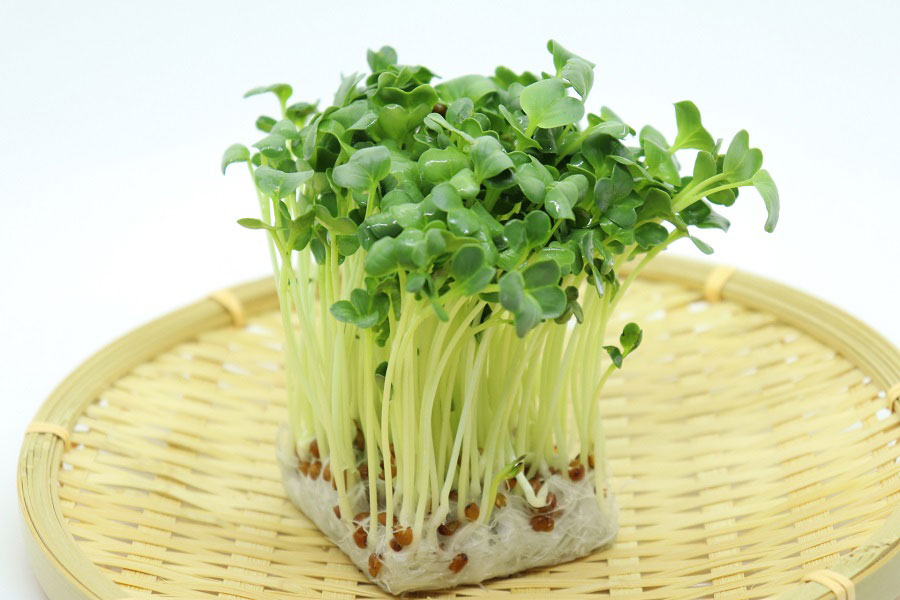 大根の新芽、カイワレ大根（写真はイメージ）【写真：写真AC】