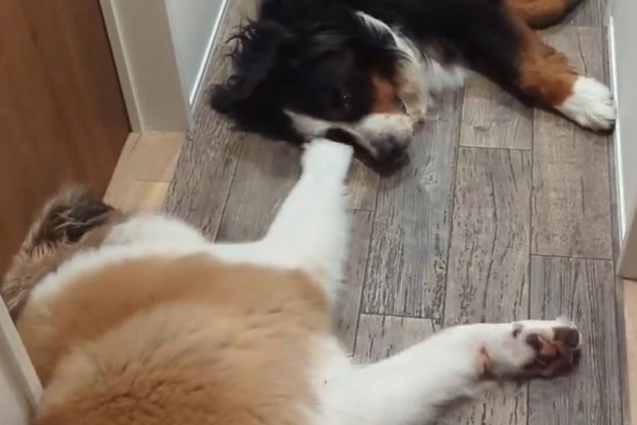 Meet the Unbreakable Bond: Big Dog’s Heartwarming Tolerance for Little Brother’s Antics Steals Hearts