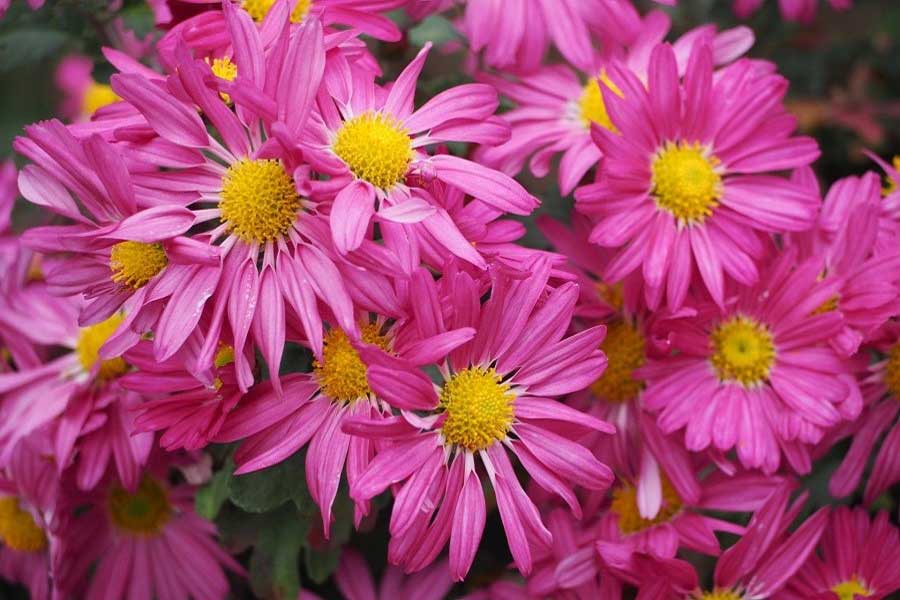 お供え花の定番、菊（写真はイメージ）【写真：写真AC】