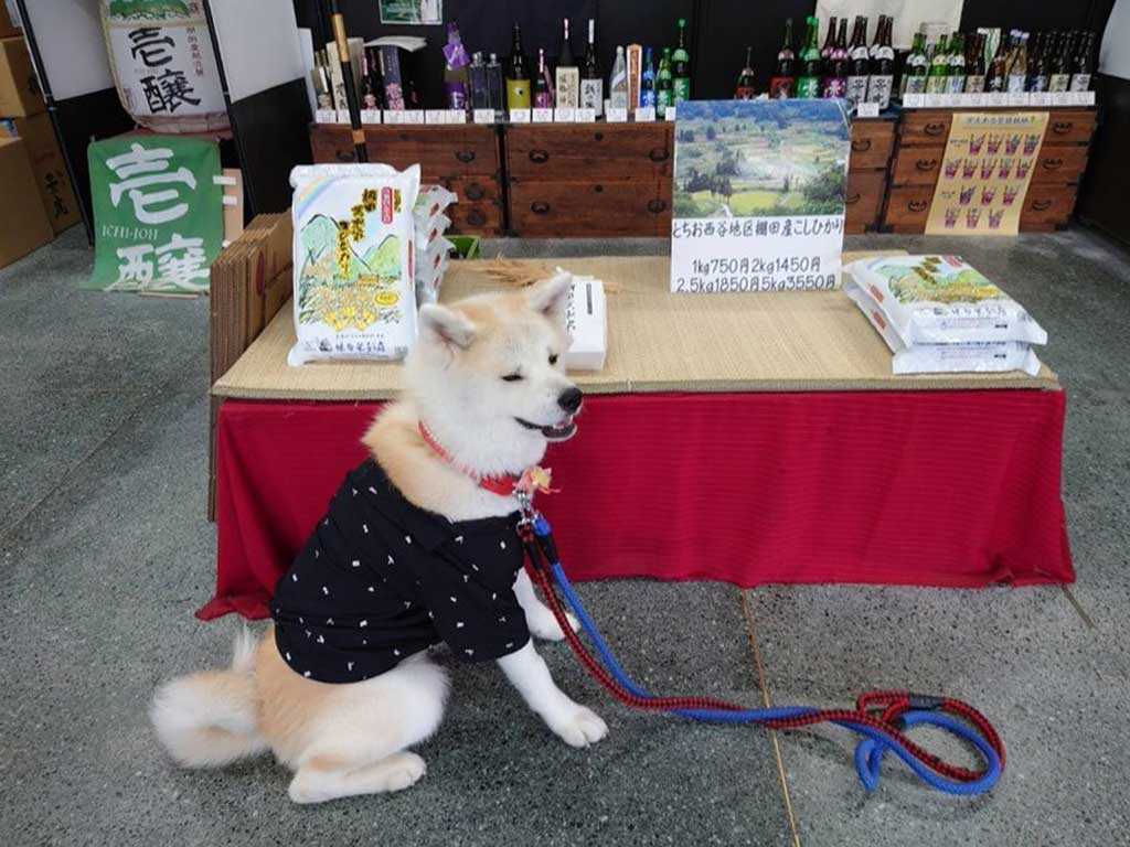 看板犬を務める秋田犬の優美ちゃん【写真提供：小林酒店（@kobasake_tochio）さん】