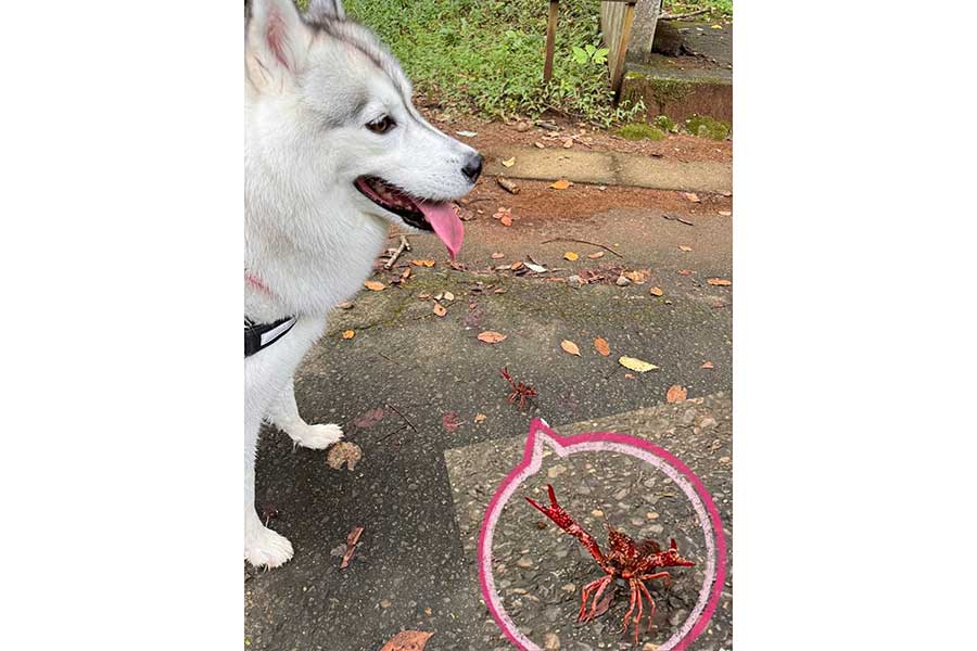 戦闘態勢で挑むザリガニにまったく気がつかないさくらちゃん【写真提供：Live with husky（@Livewithhusky）さん】