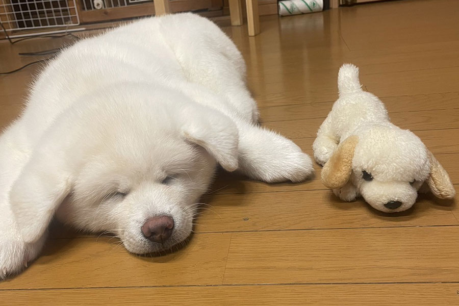 お迎えしたばかりのこまちちゃん。そっくりのぬいぐるみとお昼寝【写真提供：秋田犬 こまち日和（@komachi104）さん】