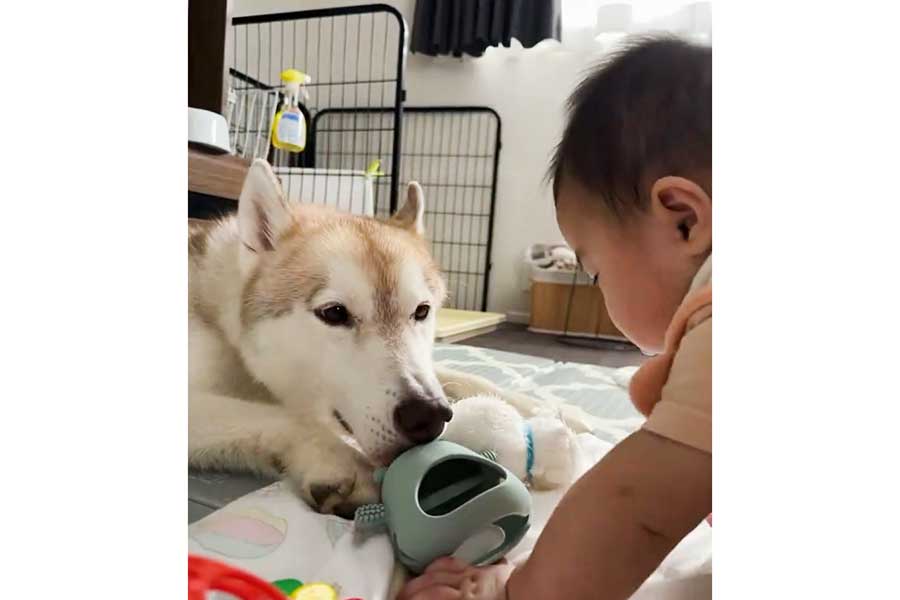 赤ちゃんとおもちゃを見せ合う大型犬（画像はスクリーンショット）