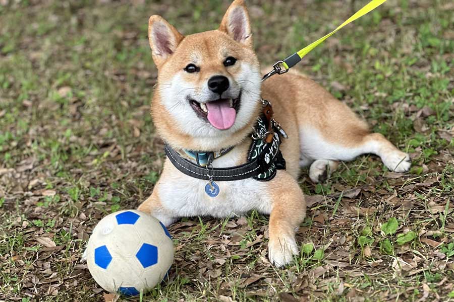 公園でボール遊びを楽しむ柴犬【写真提供：柴犬 サスケ 柴犬 ヤマト（@K8S2Ogiwaru）さん】