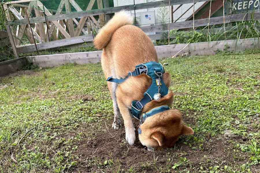 掘った穴に顔を突っ込むヤマトくん【写真提供：柴犬 サスケ 柴犬 ヤマト（@K8S2Ogiwaru）さん】