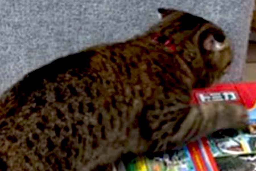 覗きたくなるのわかる」 大好きなねこが箱の中へ 懸命に覗く1歳児に