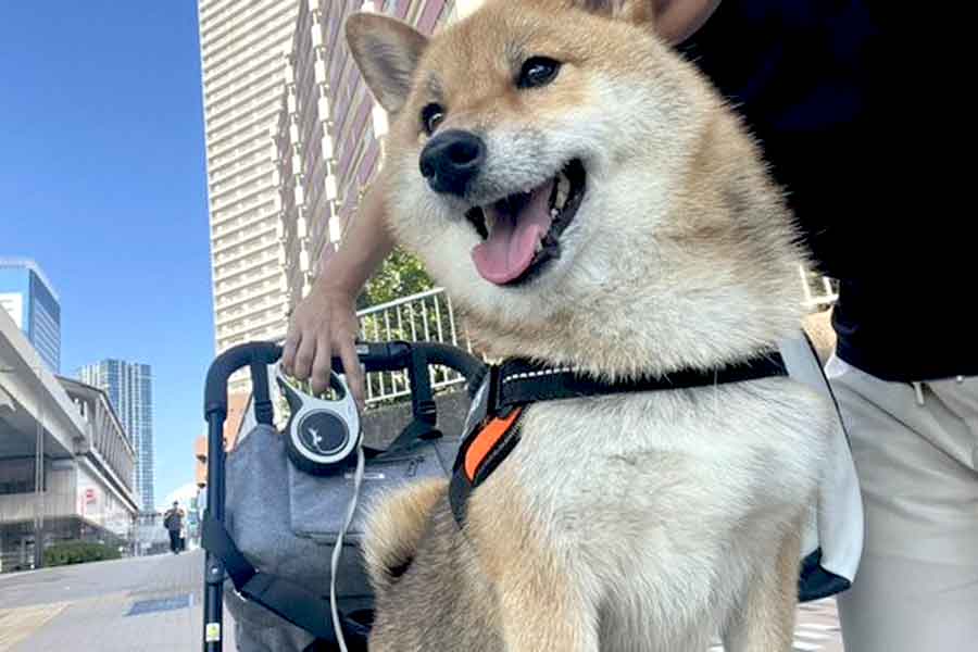 ペットホテルから帰宅中のおこげちゃん【写真提供：柴犬・おこげちゃん【Shiba Inu"Okoge"】（@shibainu_okoge）さん】