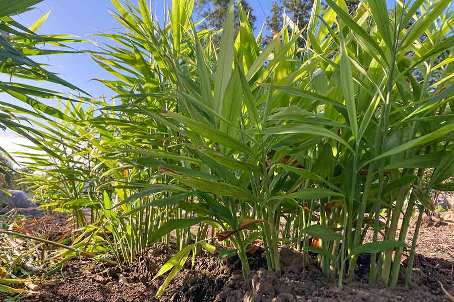 畑に植わるショウガ。葉の香りもショウガそのもの【写真：こばやしなつみ】