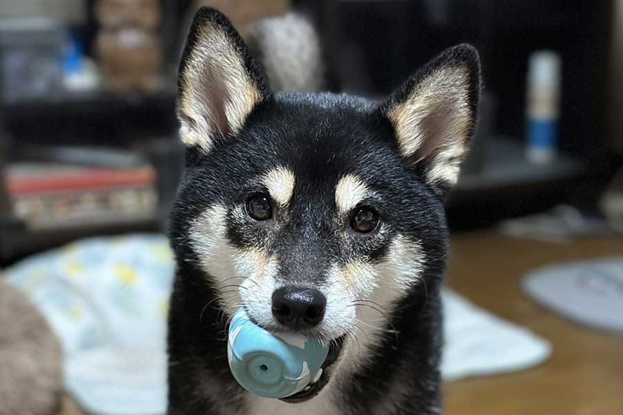 キュートな表情とはギャップがあるボクサーのようなかまえが話題になった柴犬、チョコプリンちゃん【写真提供：黒柴チョコプリン（@chocopurincess）さん】