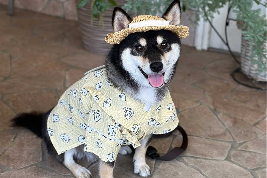 甚平でおめかし。夏を目一杯楽しんだチョコプリンちゃん【写真提供：黒柴チョコプリン（@chocopurincess）さん】