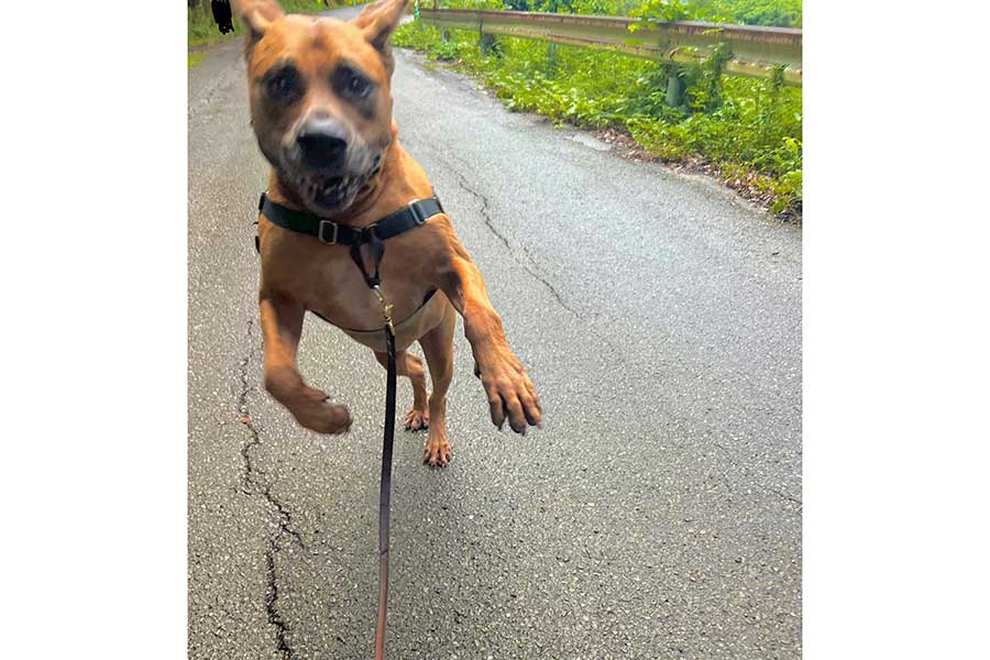 飼い主さんに呼ばれてうれしそうな反応を見せる顎ちゃん【写真提供：ジョーは犬&猫と共に古民家で暮らしている（@6464prpr）さん】