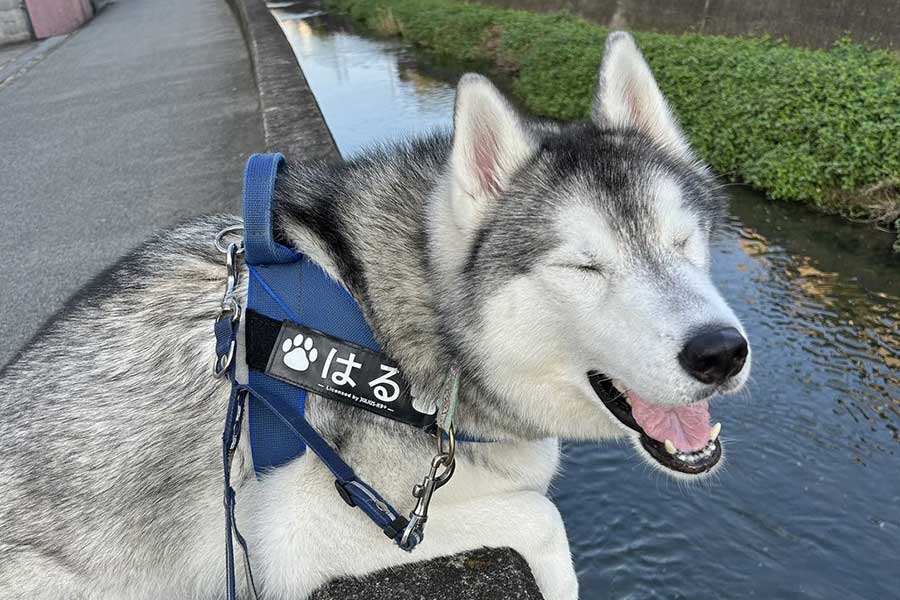 日課の“河川チェック”をするはるくん【写真提供：moto（@motoro_ka）さん】