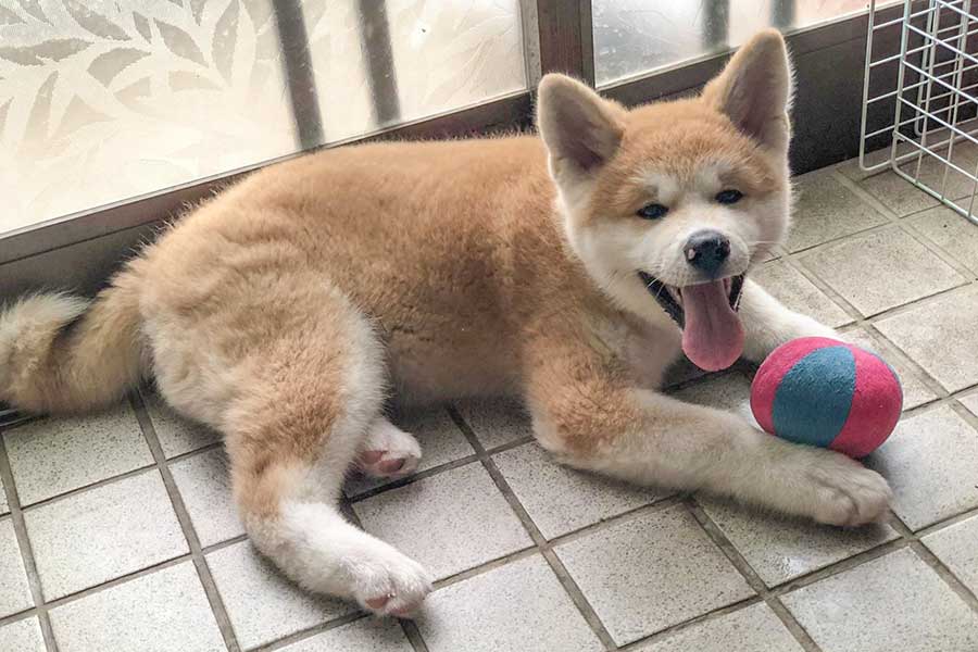 かわいらしい笑顔を見せる秋田犬。食事を待つ姿が話題に【写真提供：七宝（@SHANKS85_）さん】