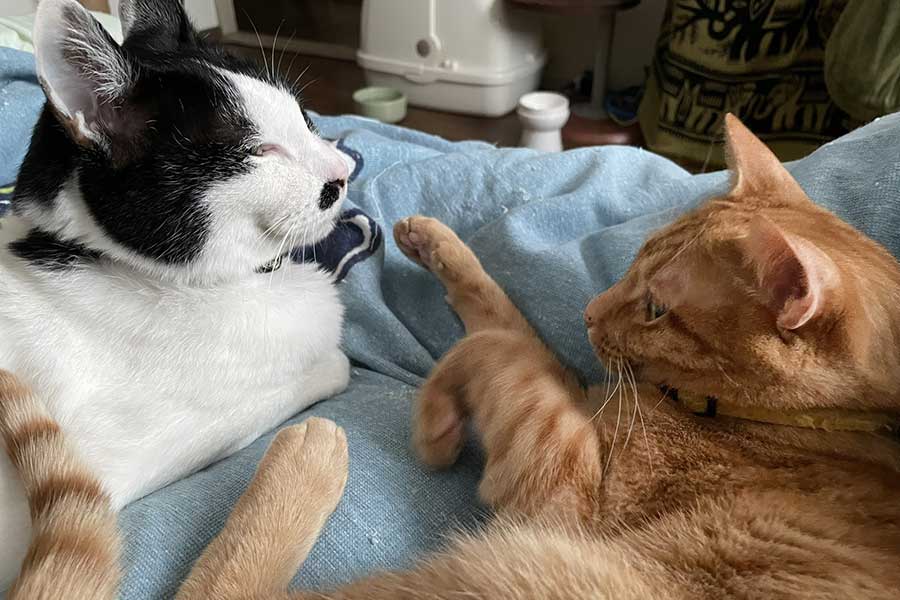 元保護ねこの（左から）寿々丸くんとたわしくん【写真提供：東城和実@「黒緋の薬師」1～2巻発売中（@kazumi_tojyo）さん】