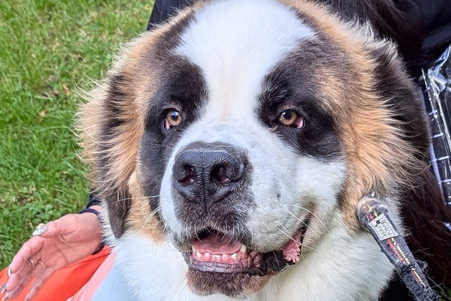 キラキラおめめがキュートな大型犬【写真提供：セントバーナードのつとむ（@tsutomu_mama）さん】