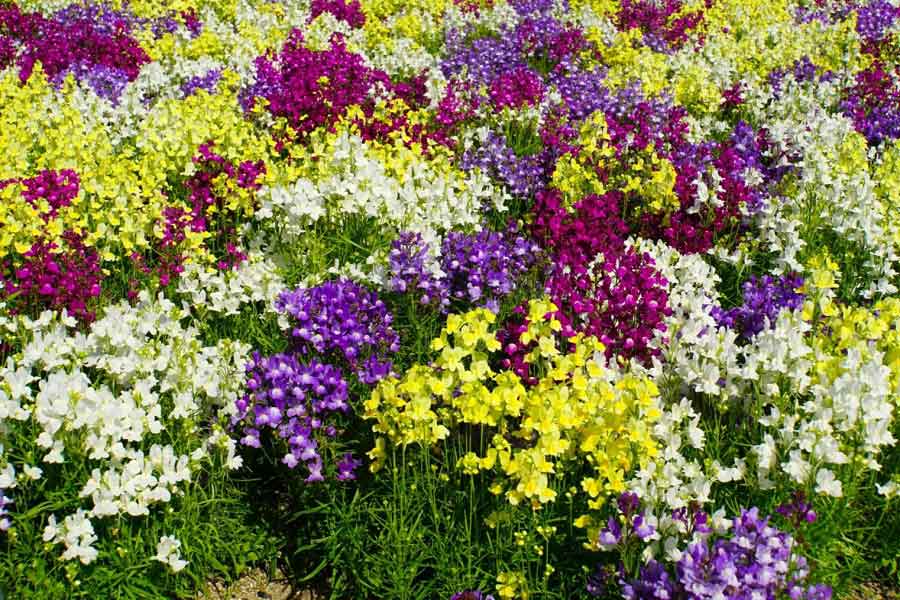 さまざまな色の花があるリナリア（写真はイメージ）【写真：写真AC】