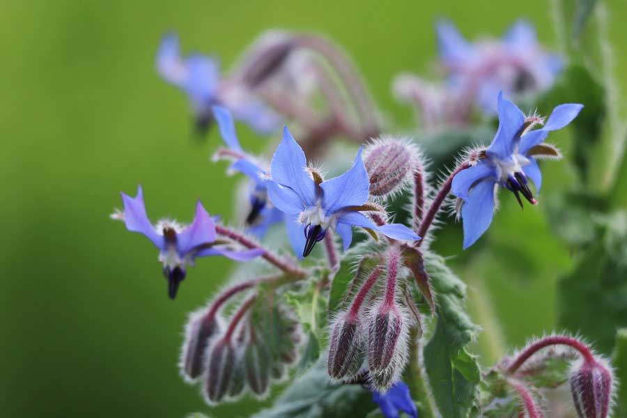 青い星形の花が咲くポリジ（写真はイメージ）【写真：写真AC】