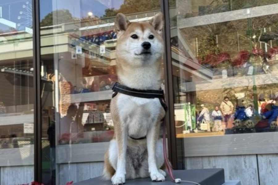 凛々しい姿でおすわりした場所に驚きの声が【写真提供：柴犬ユイ（@shibainu_yui）さん】