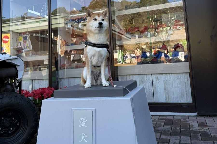 台座の上で凛とした表情の唯ちゃん【写真提供：柴犬ユイ（@shibainu_yui）さん】