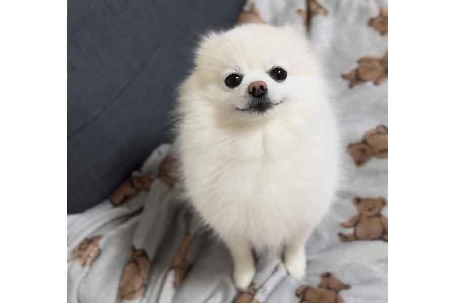 にっこり笑顔で飼い主さんを見つめるぽんくん【写真提供：ぼく、ポメラニアンのぽんちゃん！（@boku_ponchan）さん】