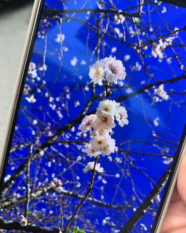 ルカさんが撮影した桜【写真：Hint-Pot編集部】