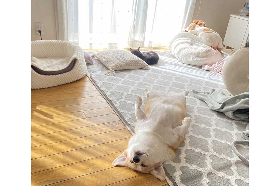 “へそ天”で眠るあんずちゃん。後方にはちくわぶちゃんの姿も【写真提供：ばななな（@Banana_corgi7）さん】