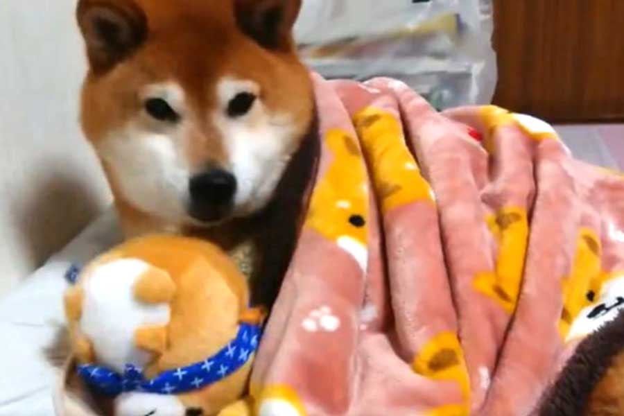 横で震えるぬいぐるみが気になる柴犬（画像はスクリーンショット）