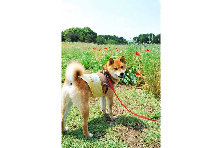 笑顔がかわいらしいまろくん【写真提供：柴犬まろサン（@maro0324shiba2）さん】