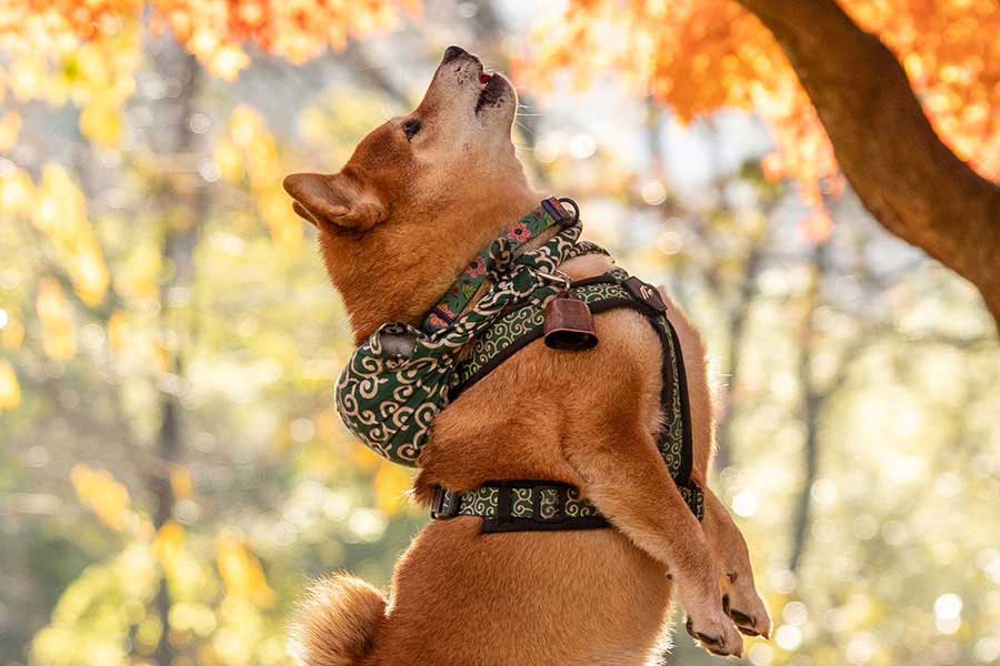 紅葉スポットで散歩を楽しむ柴犬【写真提供：柴犬たけちよ（@takechiyo_shiba）さん】