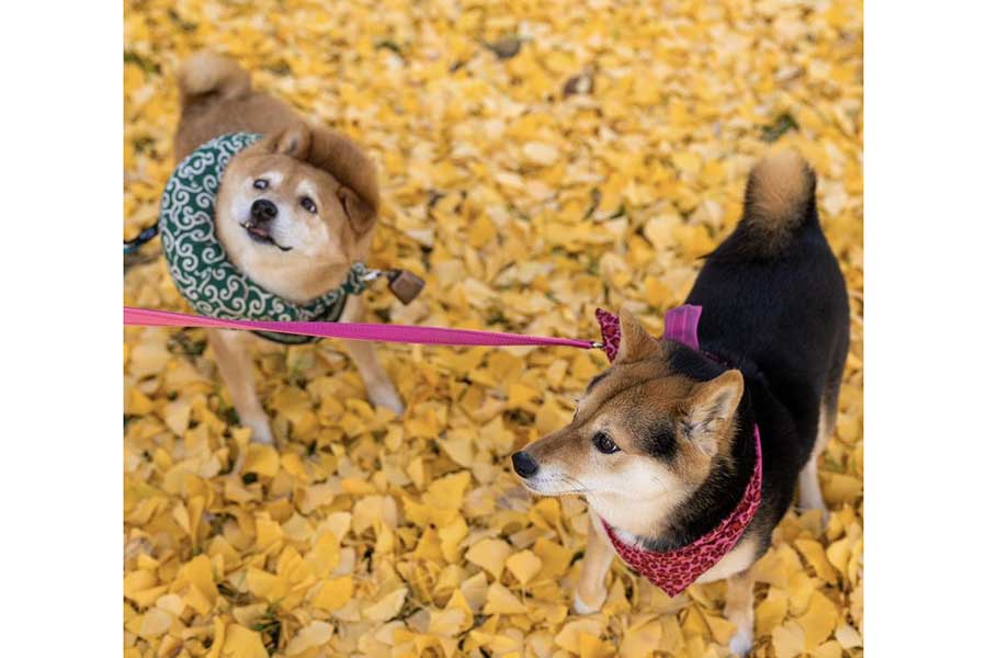 先住犬のくろずちゃん（右）と散歩するたけちよくん【写真提供：柴犬たけちよ（@takechiyo_shiba）さん】