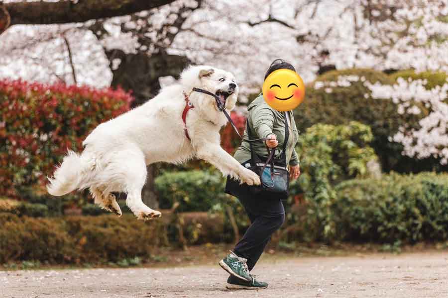 意外に身軽なグレートピレニーズのセレネちゃん【写真提供：セレネちゃん日記（@Pyrenees_Selene）さん】